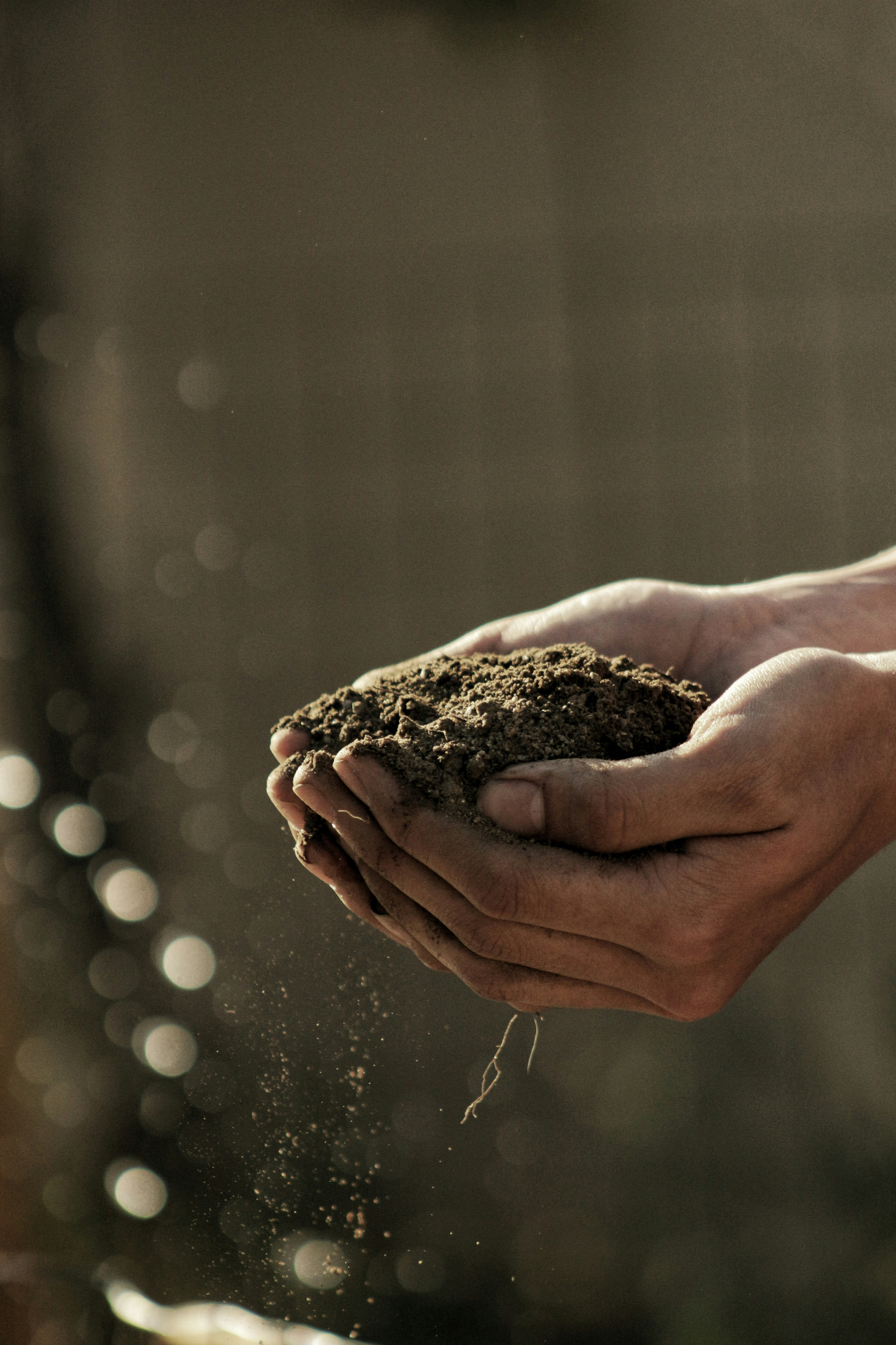 K2 engineered compost, application on degraded ground